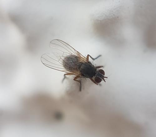 Coenosia sp.